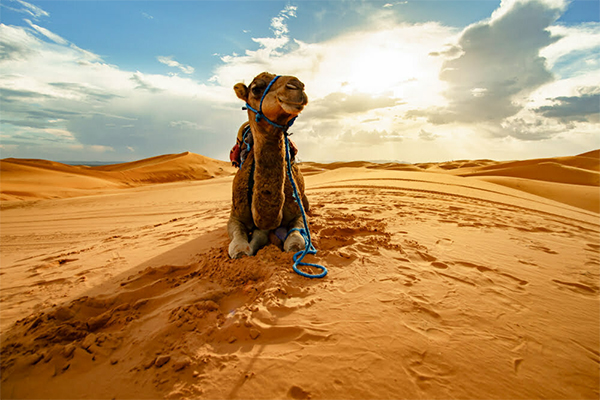 5 day desert tour from marrakech to merzouga