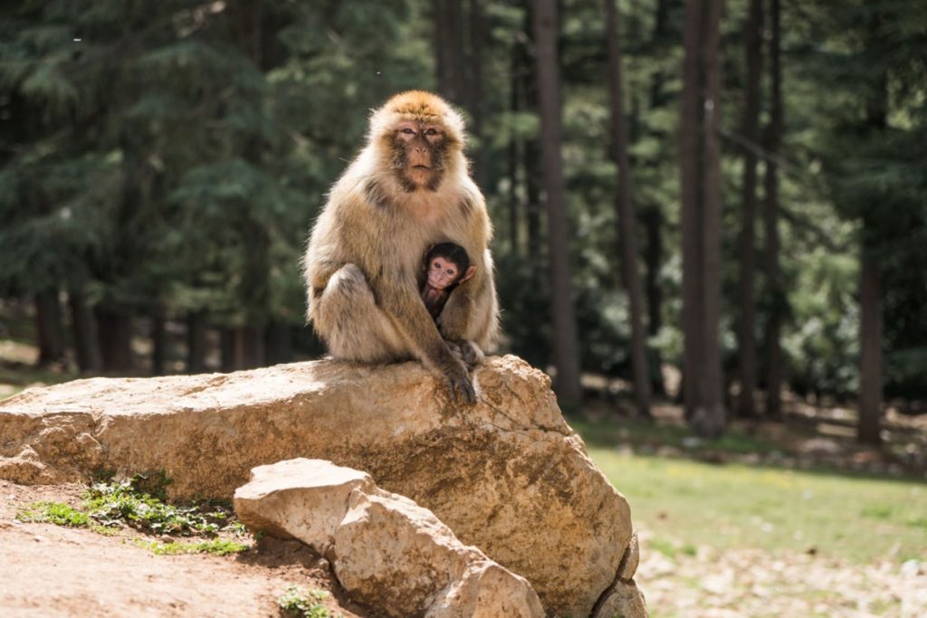 Day Trip from Fes to Ifrane 2